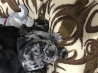 French bulldog yavru 40 günlük