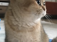 British shorthair