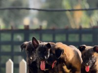 Muhteşem Belçika Malinois yavrularımız