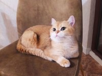 Dişi Ny12 15 Aylık British Shorthair