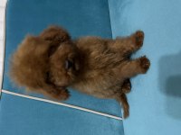 Kore yavru poodle düşünen ulaşabilir