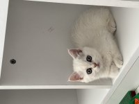 3 AYLIK SAFKAN BRITISH SHORTHAIR YESIL GÖZ BEYAZ KÜRK