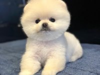 TEDDY SURAT POMERANİAN BOO YAVRULAR