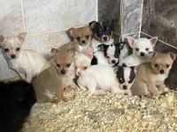 Chihuahua Yavrularımız Yeni sahibini bekliyor