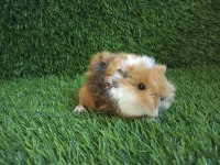 Guinea Pig Yavrular Aynı Gün Set Halinde Teslim Edilir