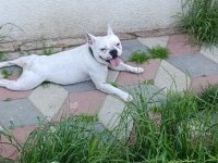 French bulldog kızımız sevgi dolu ailesini arıyor
