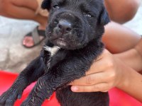 Simsiyah Dişi cane corso