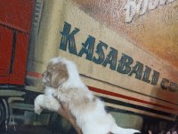 60 Günlük Dişi Morkie