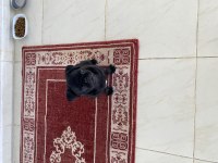 3 aylık safkan pug yavru sevecen ve sağlıklı