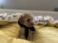 Yakışıklı oğlumuz maltipoo
