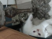 Sevimli scottish fold kedicikler