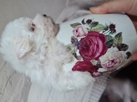 Maltese dişi erkek yavru köpeklerimiz