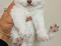 Dişi safkan british longhair