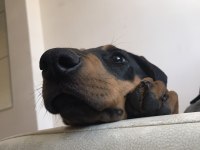 Dünyalar tatlısı 4 aylık doberman eğitime açık