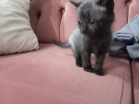 Teslime hazır blue point british shorthair yavrular