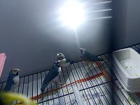 Mavi ve silver goldian finch takımlar