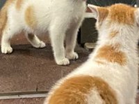 Oyuncu yavru kedimiz için ömürlük yuva aranıyor acil