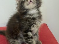 Şecereli maine coon yavrular 2.5 aylık