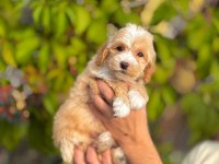 Pamuk Gibi Maltipoo Bebekler Aile Ortamında Büyüdü