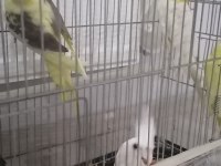 Ev besleme sultan papağanı bebekler