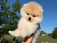 Yavru Pomeranian Boo Köpekler