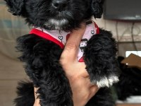 Mükemmel kalite erkek Terrier 2 Buçuk Aylık Yavru