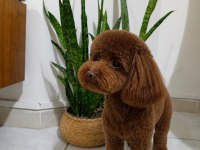 2.5 aylık toy poodle