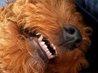 Erkek 5 aylık toy poodle