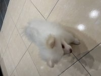 Acil Uygun Pomeranian Boo