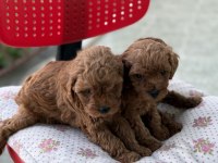 ANNE ALTINDAN TOY POODLE YAVRULARI
