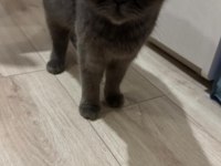 Kedimiz Lia için iyi bir yuva arıyorum