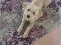 Erkek terrier cins beyaz