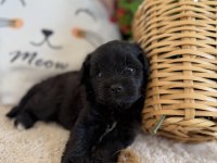 Nadir Bulunan Siyah Poodle