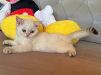 SAFKAN BRİTİSH SHORTHAİR GOLDEN POİNT BEBEK
