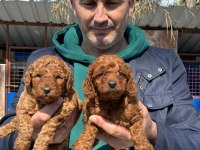 Toy poodle yavrularımız ırk garantilidir