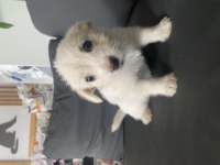 Terler cinsi köpeğimin yavrusu