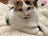 ÜNİVERSİTEYE GİDECEĞİM İÇİN KEDİMİZE ACİL YUVA ARANIYOR