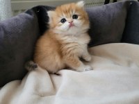 Çok tatlı yavru british longhair
