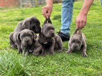 Blue cane corso yavrular