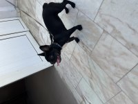 5 aylık uysal yavru