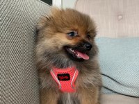 Ukrayna Menşeili Anne Babadan Pomeranian