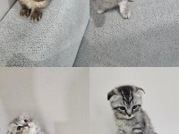 56 Günlük Scottish Fold Dişi ve Erkek Yavrular
