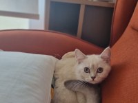 Scottish fold yavru