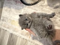 SAFKAN BRITISH LONGHAİR KEDİMİZ