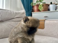 Erkek Pomeranian Son Erkek Teddy Bear Ayı Surat Yavrumuz