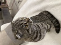 Scottish fold minnoşa yuva
