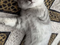 British shorthair erkek ve sevimli