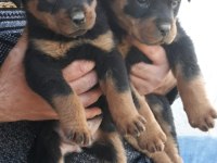 A Kalite Rottweiler