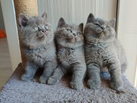 Peluş tüylü british shorthair yavrularımız