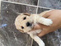 Orjinal Maltipoo Yavrular